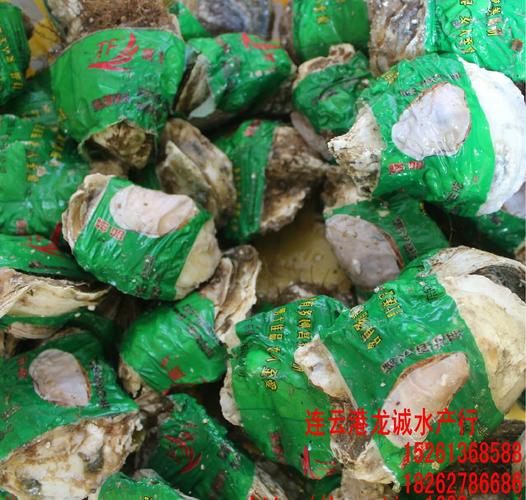净化蚝 鲜活海贝一级贝类连云港海鲜水产品批发产品高清图片